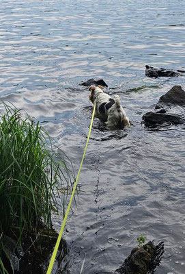chien qui se baigne dans une rivière avec une longe