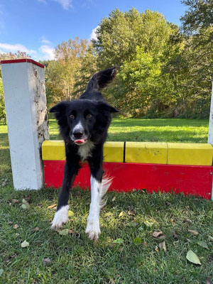 séance d'agility lors de vacances au Clos des Laves