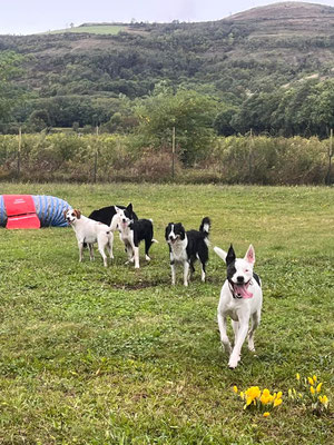 groupe de chiens dans un centre aéré avec du matériel d'agility