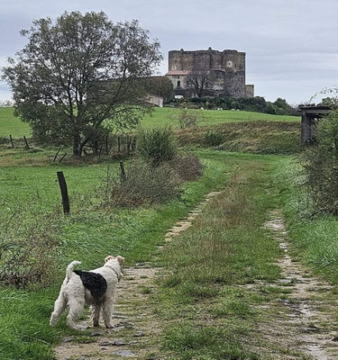 Chiens aux abords du chateau de Murol