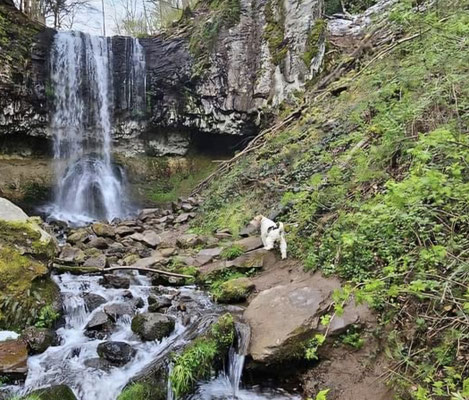 chien au pied de la cascade du mont dore