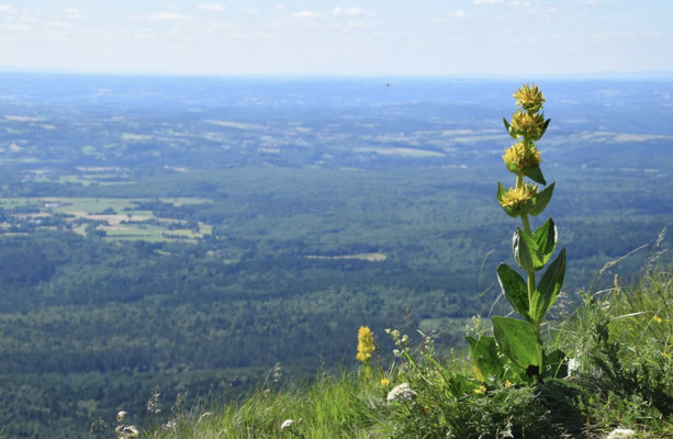 Une fleur d'altitude