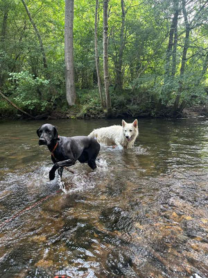 baignade de deux chiens dans la rivière Couze Pavin près d'Issoire
