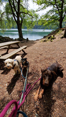 groupe de chiens équipés de harnais et de longes