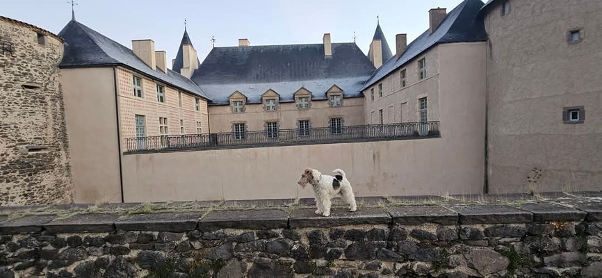 un chien devant le château de Parentignat