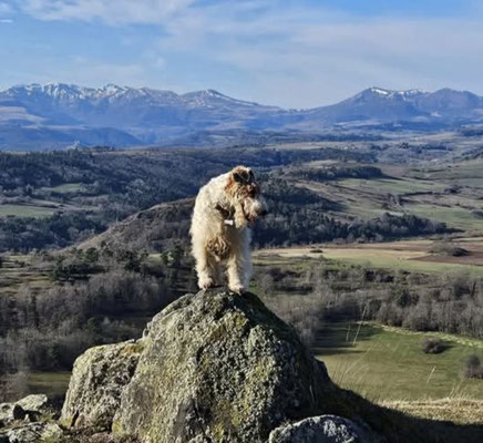 balade avec un chien en Auvergne