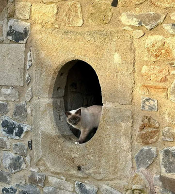 Ursule, le chat du Château de Montmorin en Auvergne
