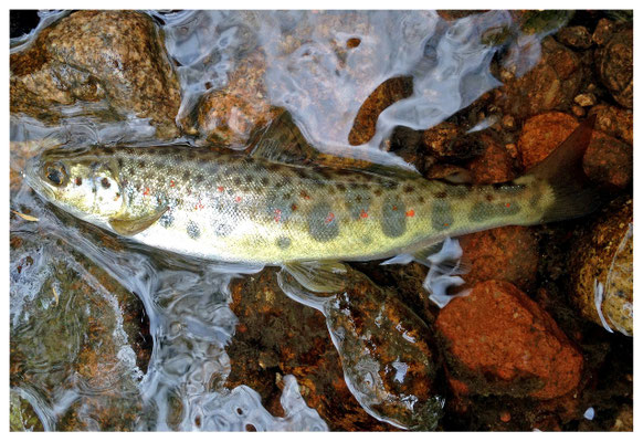 truite fario pêchée dans la Couze Pavin à Chidrac