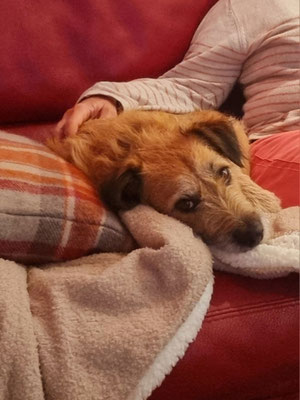 Chien profitant d'un  calin sur le canapé