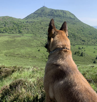 randonnée dog-friendly avec un malinois