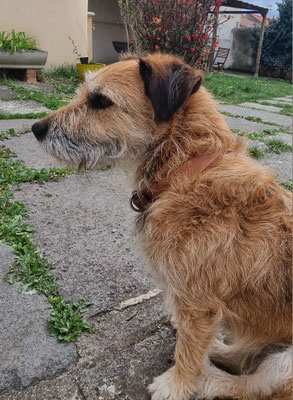 Chien tranquille dans un jardin clos