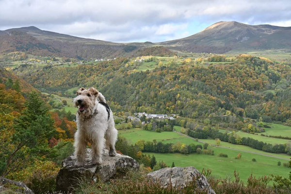 randonnée au Puy de Sancy avec un chien