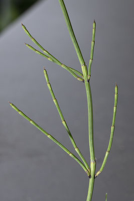 Ästiger Schachtelhalm  •  Equisetum ramosissimum.  © Françoise Alsaker