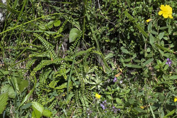 Braunstieliger Streifenfarn  •   Asplenium trichomanes subsp. quadrivalens.  © Françoise Alsaker