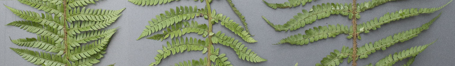 Von links nach rechts: Gelappter Schildfarn  •  Polystichum aculeatum, Polystichum × bicknellii, Borstiger Schildfarn  •  Polystichum setiferum.