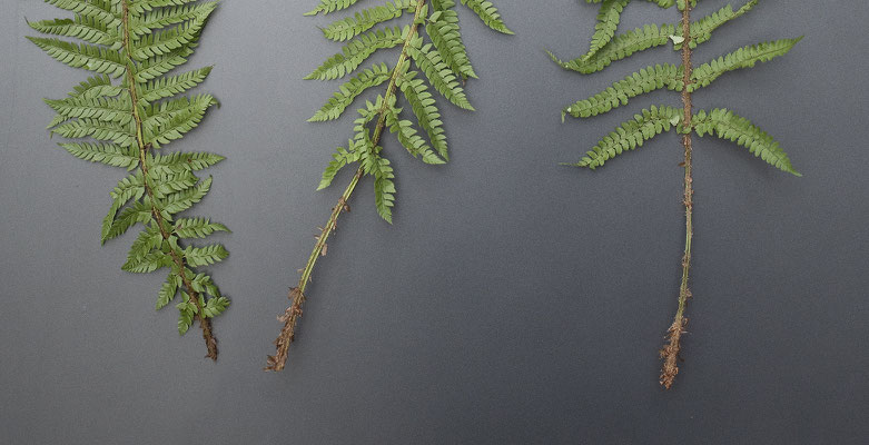 Von links nach rechts: Gelappter Schildfarn  •  Polystichum aculeatum, Polystichum × bicknellii, Borstiger Schildfarn  •  Polystichum setiferum.