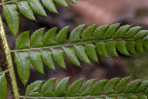 Gelappter Schildfarn  •  Polystichum aculeatum.  © Françoise Alsaker