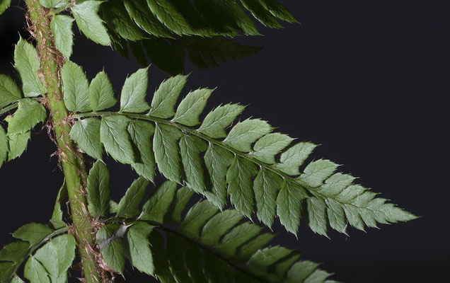 Polystichum × bicknellii  © Françoise Alsaker