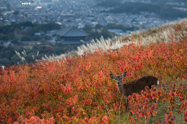 若草山