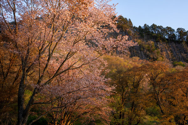 屛風岩公苑の桜