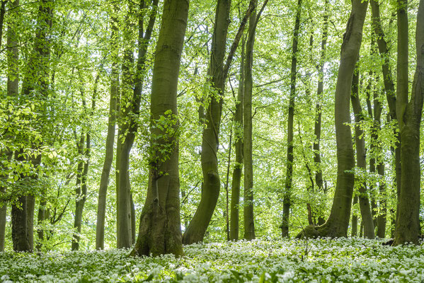 Bärlauch im Teutoburger Wald