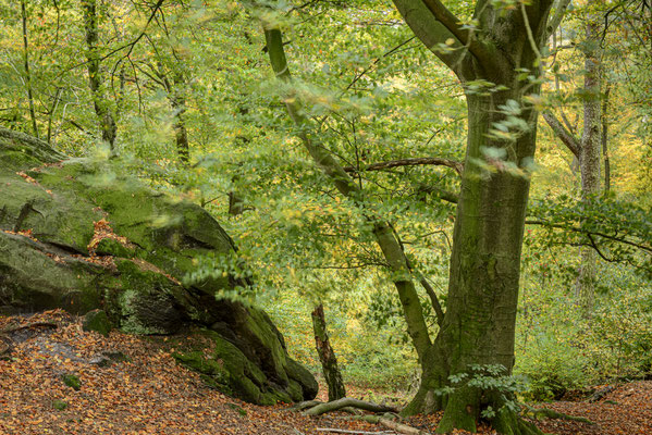 Teutoburger Wald.