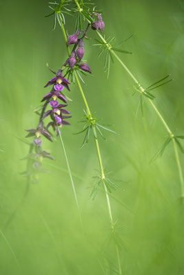 Rotbraune Stendelwurz