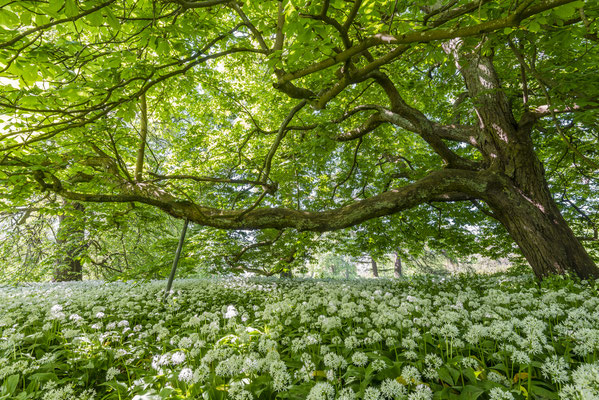 Bärlauchblüte Schlosspark Putbus