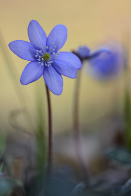 Leberblümchen