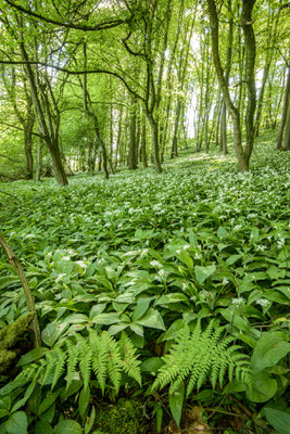 Bärlauch im Teutoburger Wald