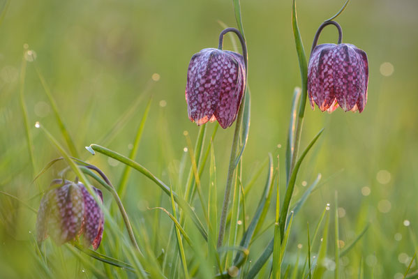 Schachbrettblume Fritillaria meleagris 