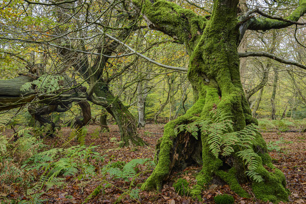 Urwald Baumweg