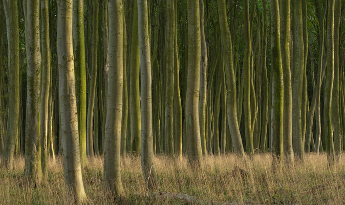 Wald im Nationalpark Jasmund