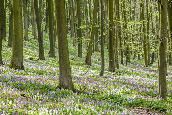 Lerchenspornblüte Freeden bei Bad Iburg