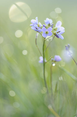 Wiesenschaumkraut