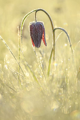 Schachbrettblume Fritillaria meleagris  Frost Raureif