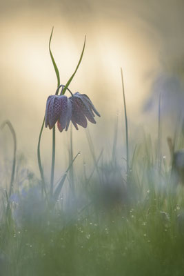 Schachbrettblume Fritillaria meleagris 