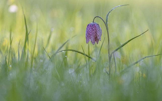 Schachbrettblume Fritillaria meleagris 