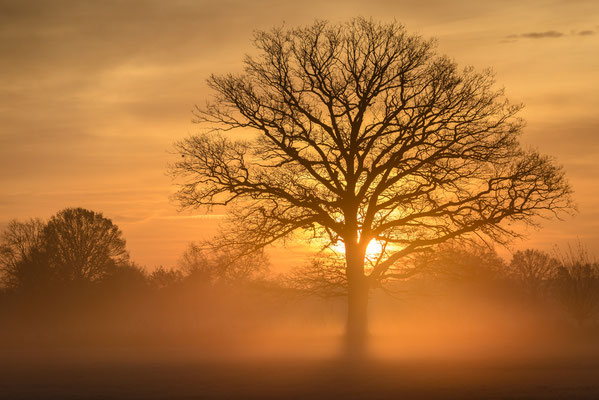 Baum im Nebel bei Sonnenaufgang Emsdettener Venn NSG Wiesen am Max-Clemens-Kanal