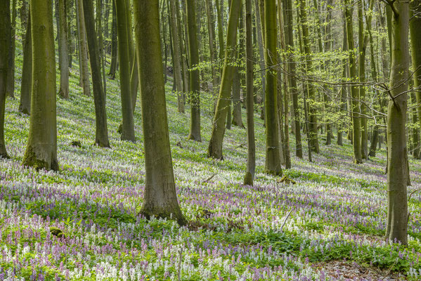 Lerchenspornblüte