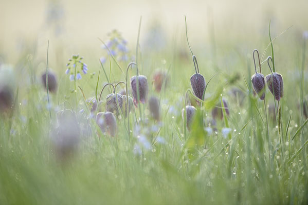 Schachbrettblume Fritillaria meleagris Wiese