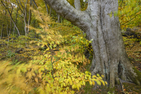 Herbstwald Jasmnund, Herbst 2018