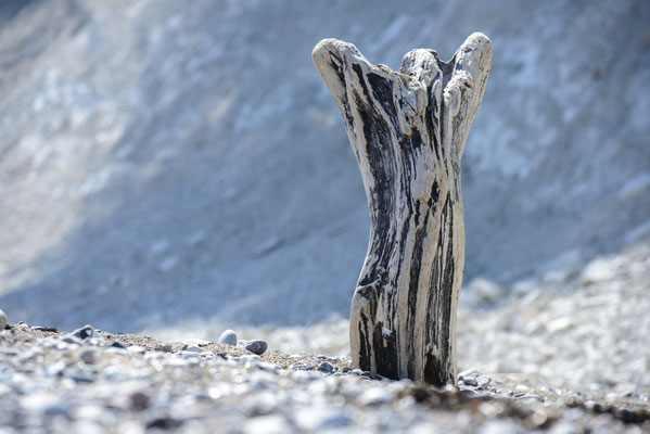 Treibholz-Torso an der Kreideküste, Frühling 2017