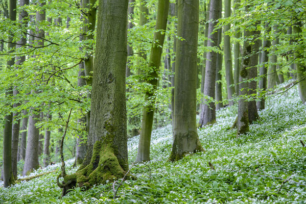 Bärlauch im Teutoburger Wald