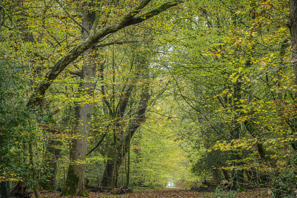 Urwald Baumweg