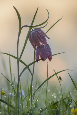 Schachbrettblume Fritillaria meleagris Wiese