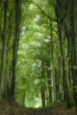 Waldweg in der Stubnitz