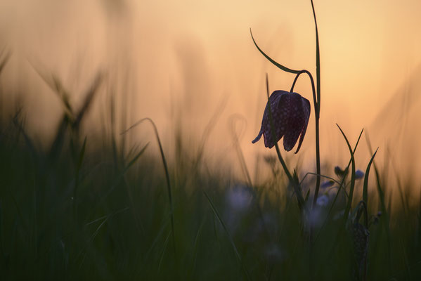 Schachbrettblume Fritillaria meleagris  Silhouette