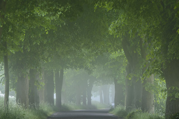 Allee bei Lohme im Frühling 