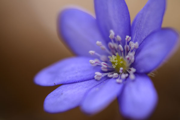 Leberblümchen